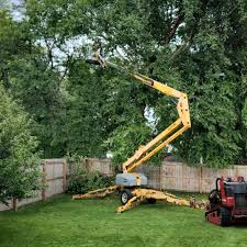 How Our Tree Care Process Works  in  Ogden Dunes, IN