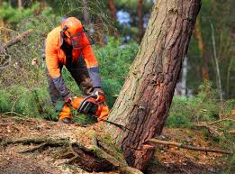 Best Arborist Consultation Services  in Ogden Dunes, IN