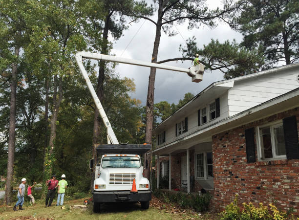 Best Leaf Removal  in Ogden Dunes, IN