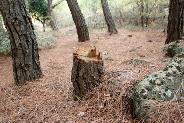 Best Lot and Land Clearing  in Ogden Dunes, IN