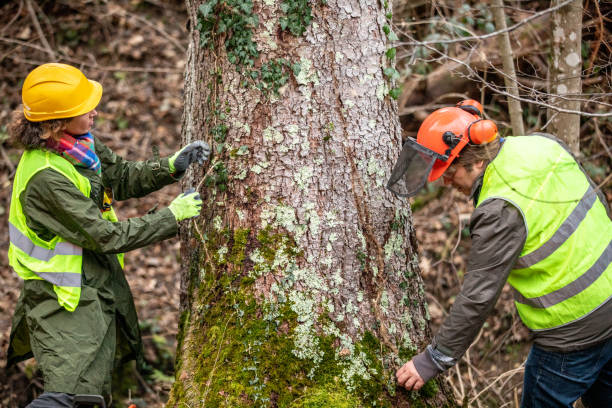 Best Tree Disease Treatment  in Ogden Dunes, IN