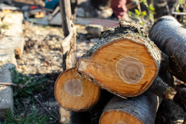 Best Storm Damage Tree Cleanup  in Ogden Dunes, IN