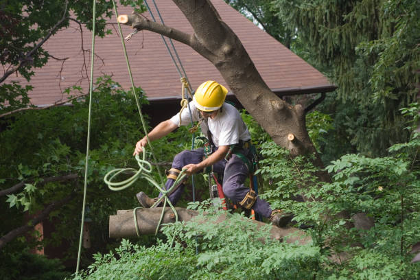 Best Tree Disease Treatment  in Ogden Dunes, IN