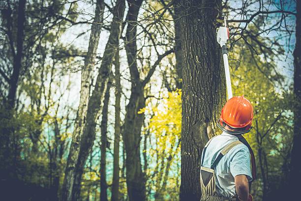 Best Tree Removal  in Ogden Dunes, IN