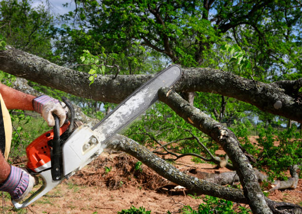 Best Hazardous Tree Removal  in Ogden Dunes, IN